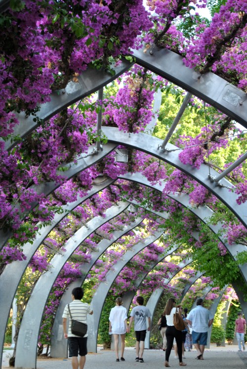 flower covered walk way