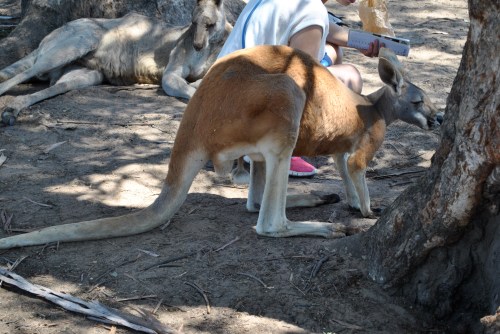 See?! Those be human kicking legs! Also, check out the one in the background, just chillin'