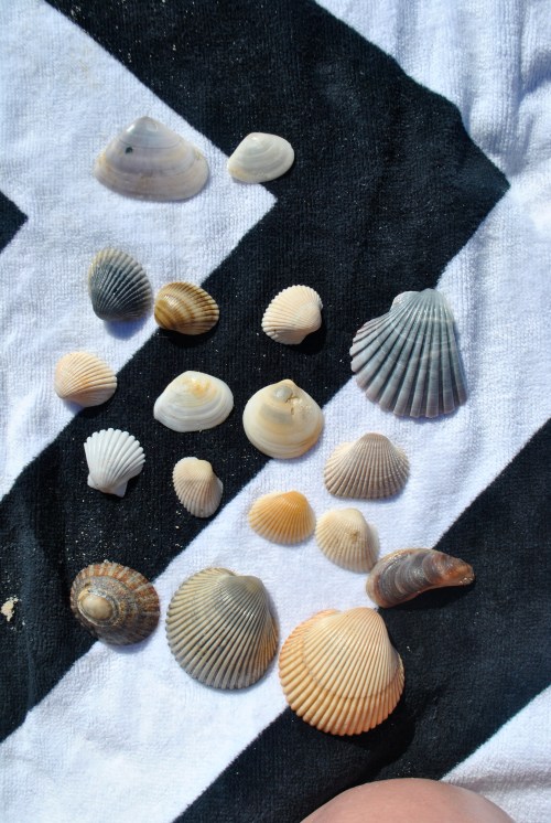 no tourists means I could finally get some whole shells which I had been looking for. There were none at Bondi Beach or Sunshine Coast- too many people